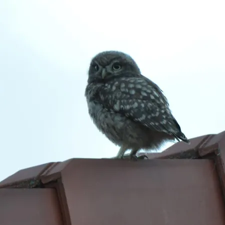 Tatil Evi Grand Logis Des Chouettes, 5 Chambres, Proche De Verdun Et Ses Sites De La Grande Guerre