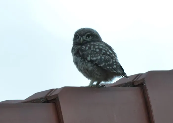Tatil Evi Grand Logis Des Chouettes, 5 Chambres, Proche De Verdun Et Ses Sites De La Grande Guerre