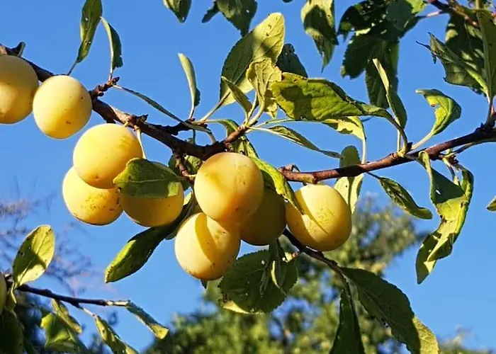 Grand Logis Des Chouettes, 5 Chambres, Proche De Verdun Et Ses Sites De La Grande Guerre *